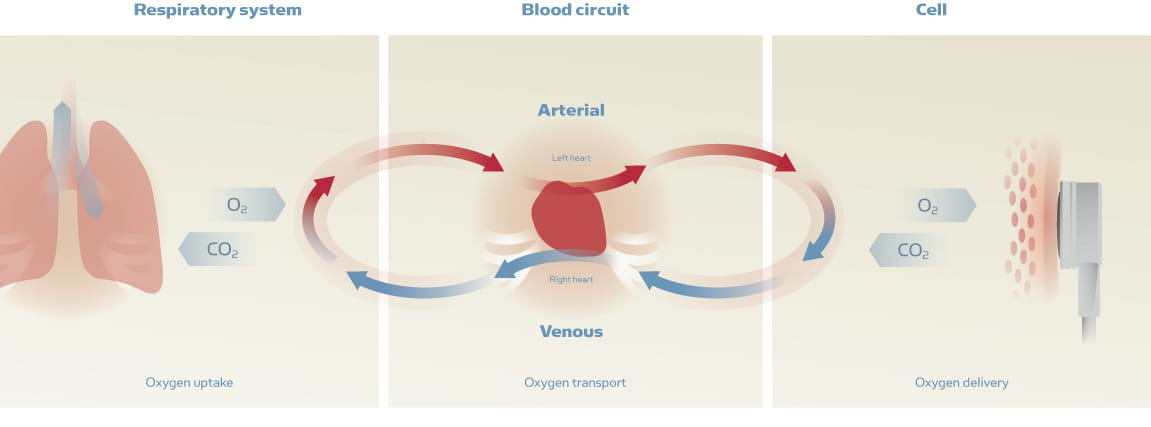 TC Blood Circuit layout